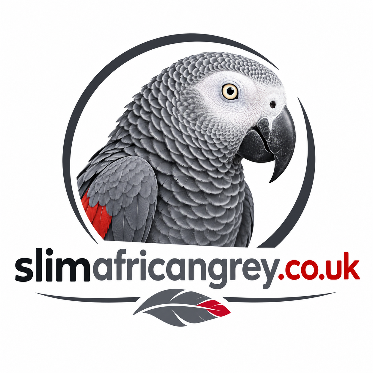 slim african grey parrot