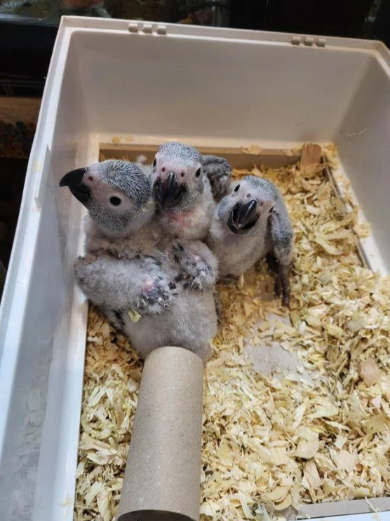 Baby African Grey Parrots
