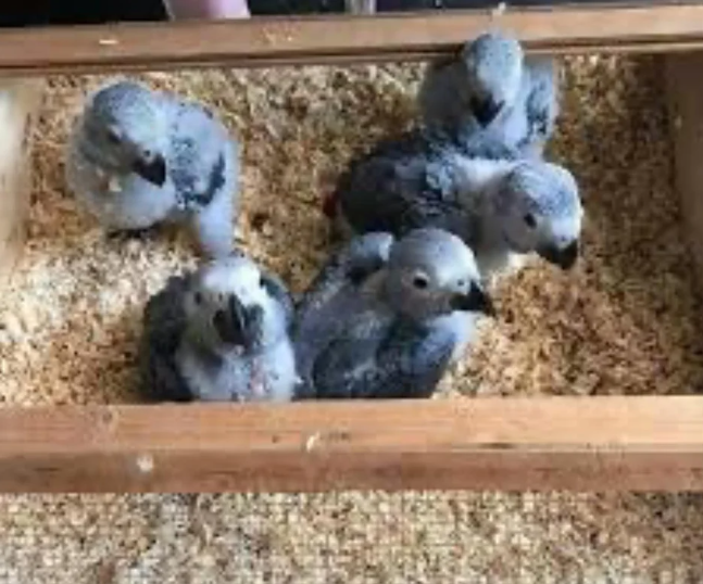 Baby African Grey Parrots - Image 2