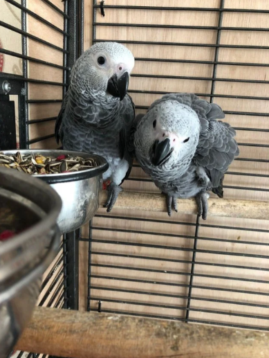 Congo African Grey Parrot