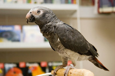 Timneh African Grey