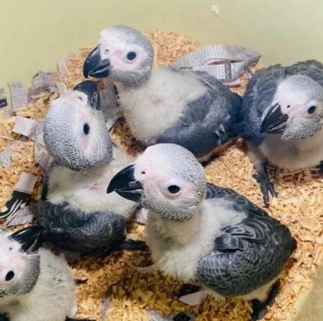 White African Grey Parrot